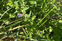 Scutellaria galericulata