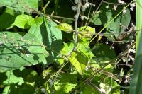 Circaea lutetiana