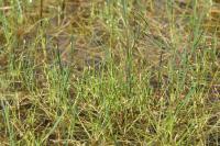 Isolepis fluitans