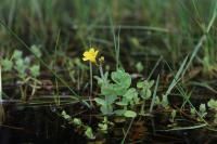 Hypericum elodes