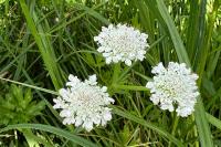 Oenanthe fistulosa