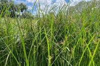 Cyperus longus