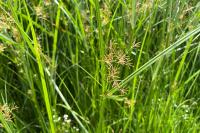 Cyperus longus