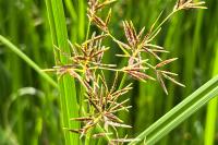 Cyperus longus