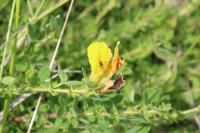 Cytisus lotoides