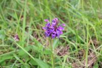 Prunella grandiflora