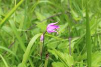 Cephalanthera rubra