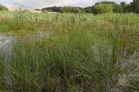 Bolboschoenus maritimus