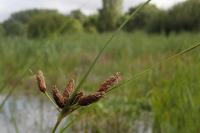 Bolboschoenus maritimus