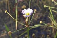 Baldellia ranunculoides