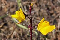 Utricularia vulgaris