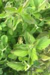 Mentha aquatica