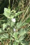 Althaea officinalis