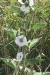 Althaea officinalis