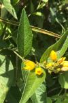 Lysimachia vulgaris