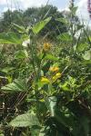 Lysimachia vulgaris