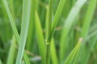 Glyceria maxima