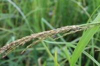Glyceria maxima