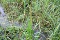 Glyceria maxima