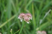 Oenanthe fistulosa