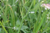 Oenanthe fistulosa