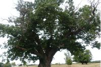 Castanea sativa