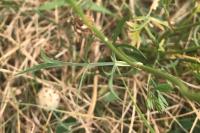 Daucus carota