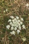 Daucus carota