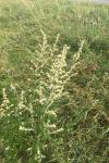 Artemisia vulgaris