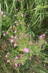 Epilobium hirsutum