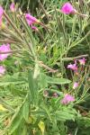 Epilobium hirsutum