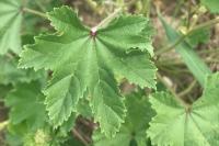 Malva sylvestris