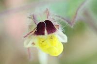 Kickxia spuria