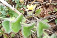 Kickxia spuria