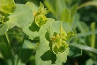 Euphorbia esula