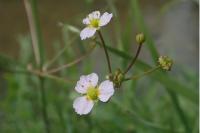Alisma lanceolatum
