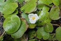 Hydrocharis morsus-ranae