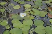 Hydrocharis morsus-ranae