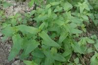 Scutellaria hastifolia