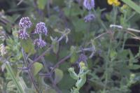 Mentha aquatica