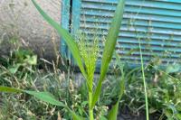 Panicum capillare