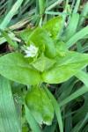 Stellaria media