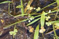Ranunculus tripartitus