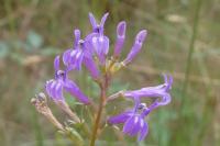 Lobelia urens