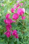 Lathyrus tuberosus