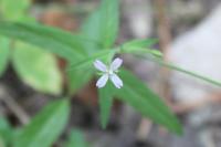 Epilobium ciliatum