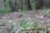 Epilobium ciliatum