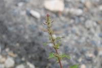 Lipandra polysperma