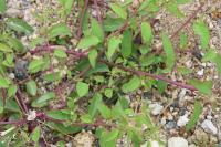 Lipandra polysperma