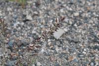 Eragrostis minor